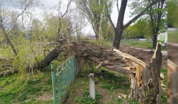 В Лозовой ветер повалил огромные деревья