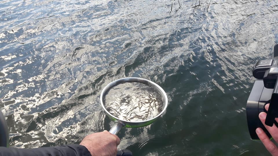 В Бритайское водохранилище запустили десять тысяч щук