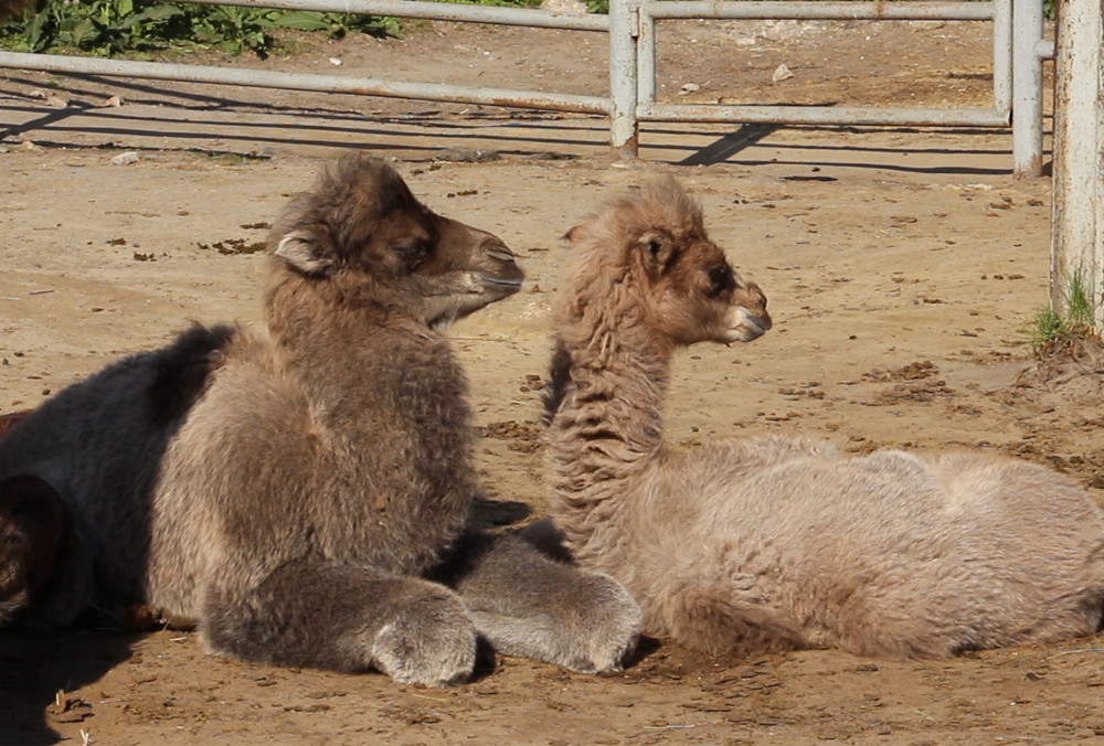 В Харьковском зоопарке родились три верблюжонка (фото, видео)