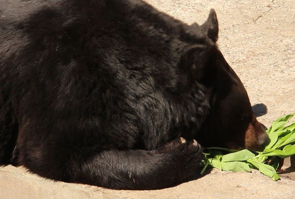 В Харьковском зоопарке медведи съели краснокнижное растение