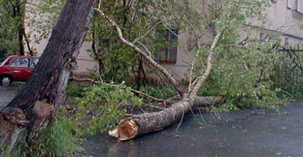 В Харькове рухнуло 20 деревьев