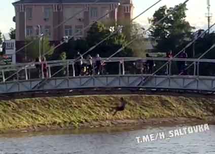 Озорники сиганули в реку с моста на Стрелке (видео) 