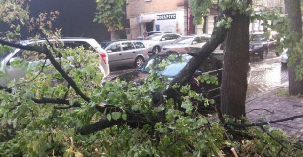 На Павловом поле дерево упало на провода, троллейбусы стоят 