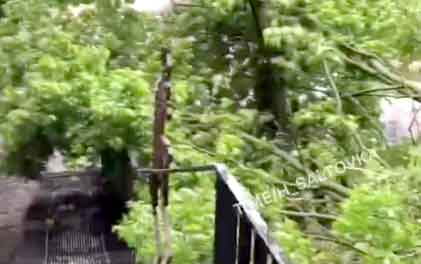 В Саржином яру рухнуло дерево (видео)