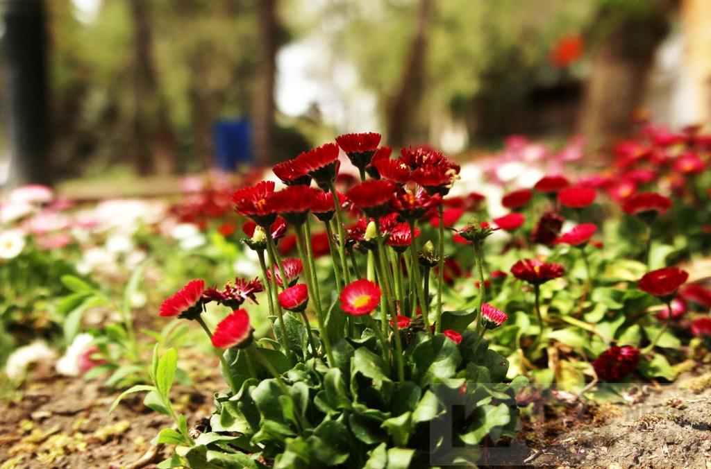 Харьковчане выкапывают высаженные в саду Шевченко цветы (видео)