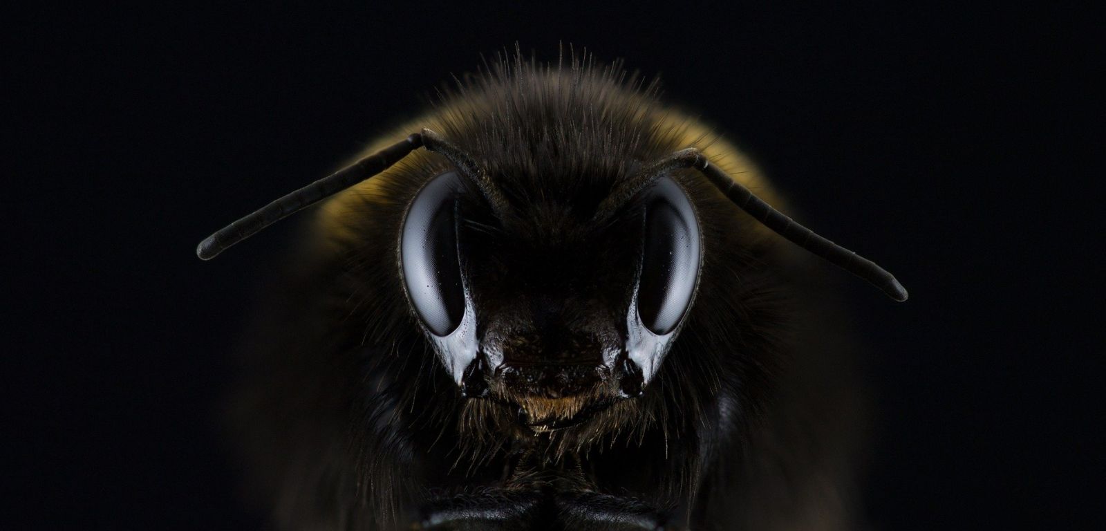 Частный дом в Люботине атаковали пчелы