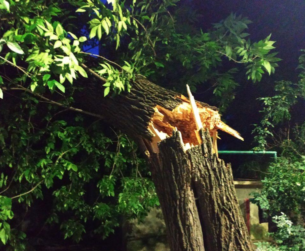 В центре упало дерево (фото)