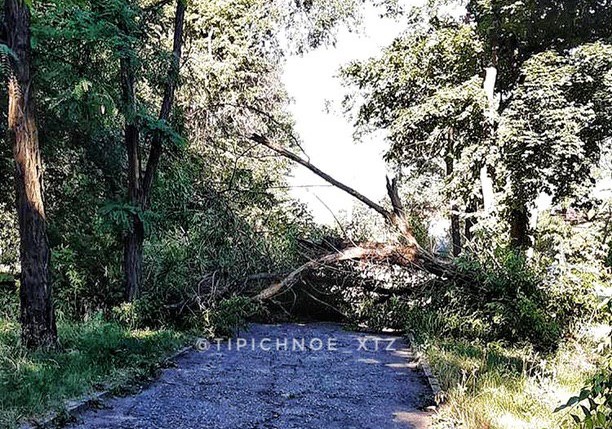 В Харькове рухнуло дерево