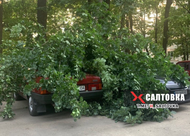 На Салтовке дерево рухнуло на машины (фото)