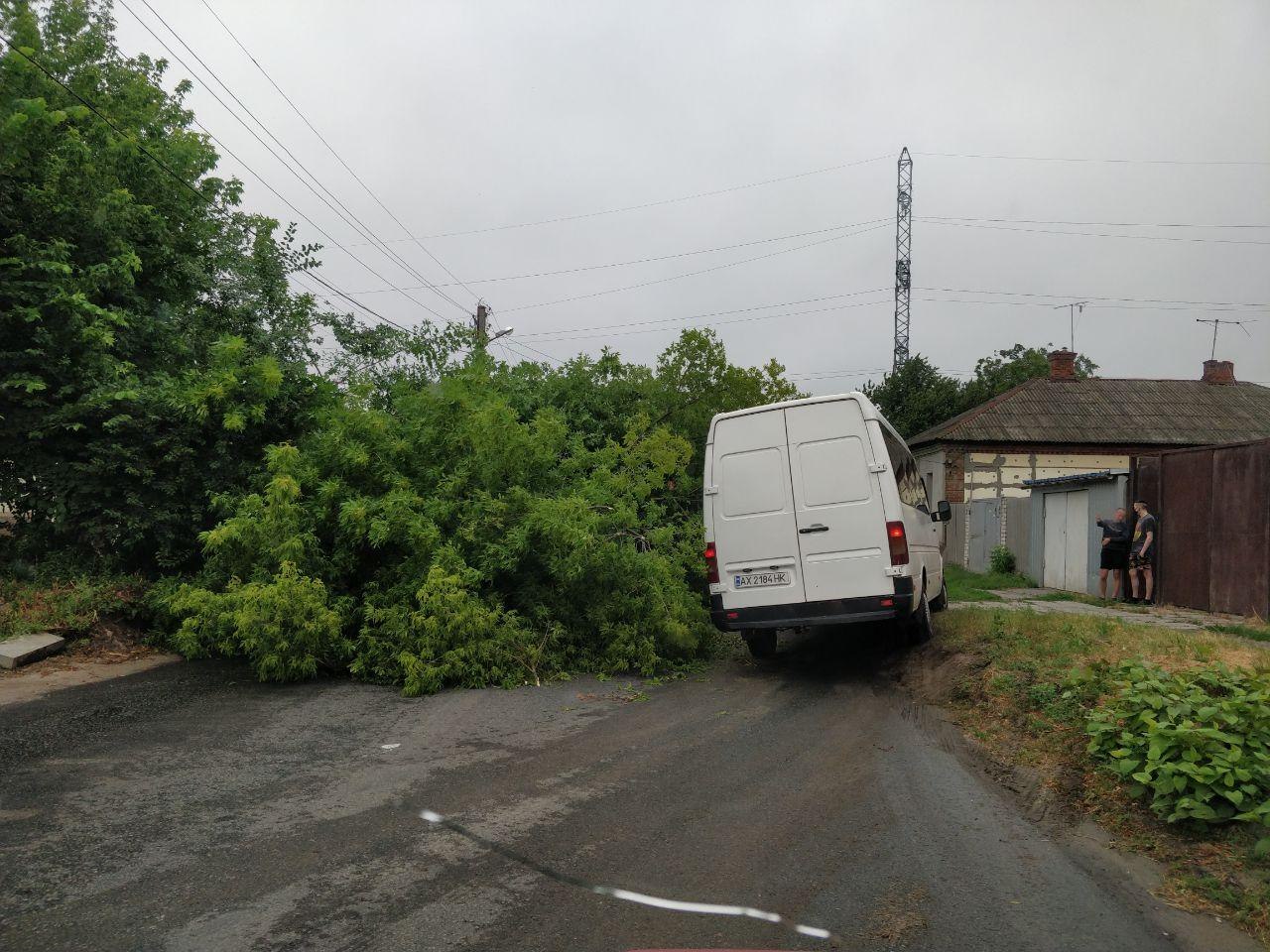 В Харькове упавшее дерево перегородило проезжую часть (фото)