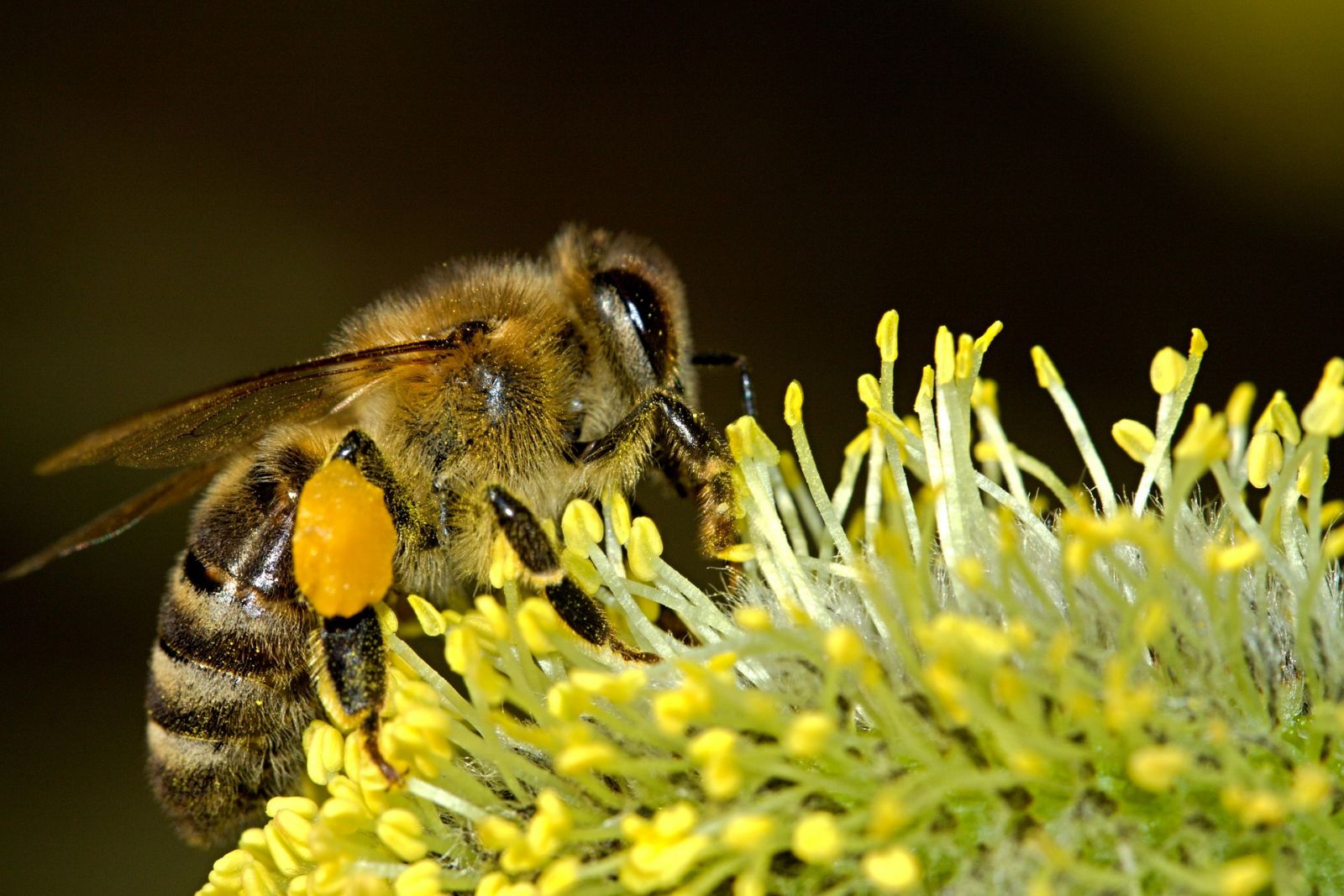 Под Харьковом массово гибнут пчелы: причина неизвестна