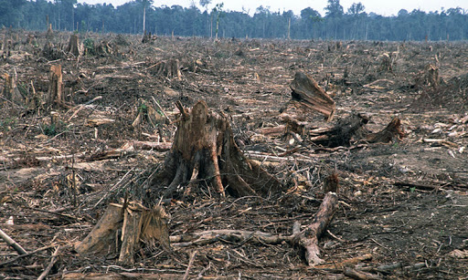 Под Богодуховом браконьеры вырубили больше ста деревьев