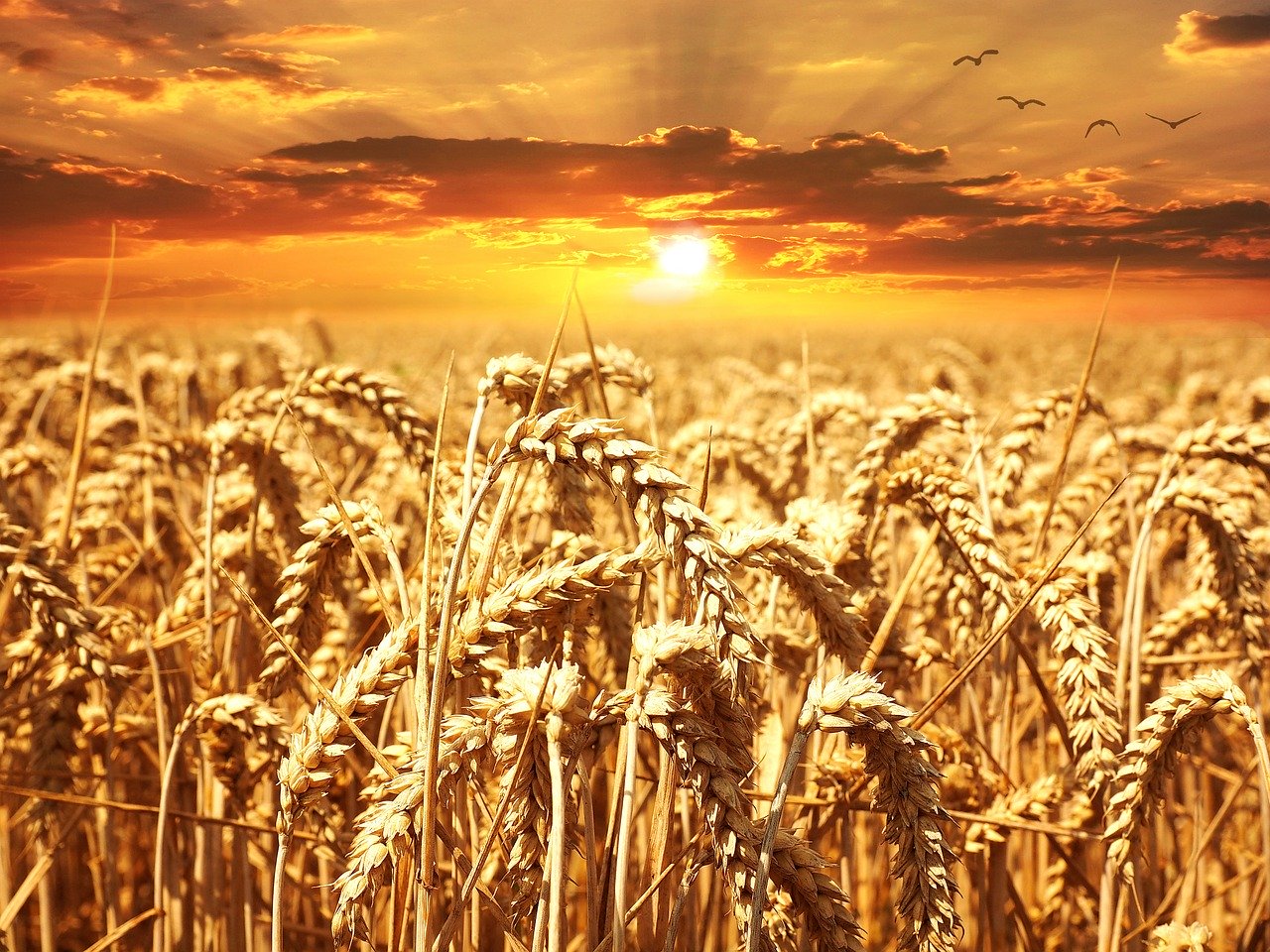 В Харьковской области намолочен первый миллион тонн пшеницы