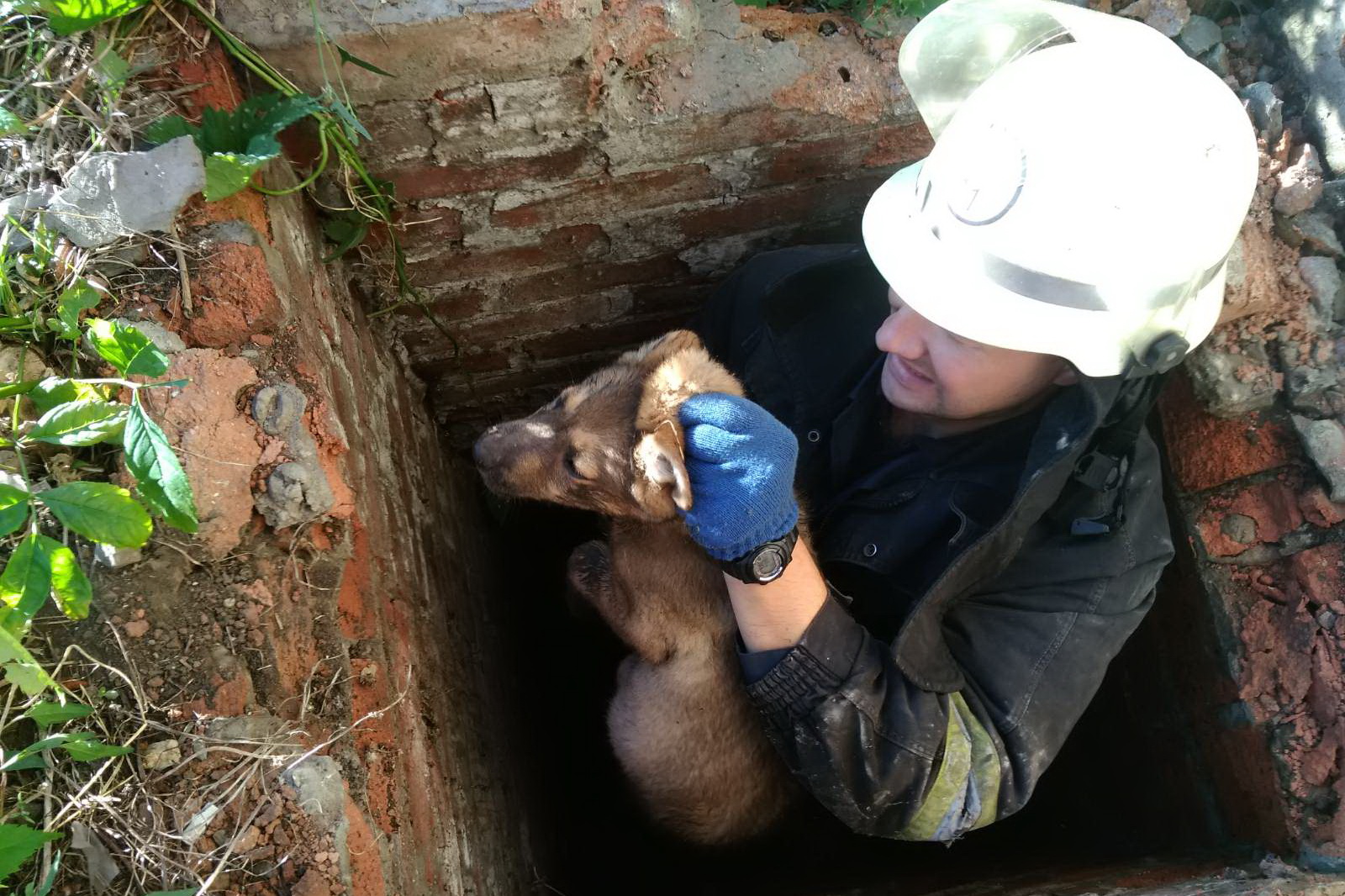В Валках спасли щенка, упавшего в канализацию