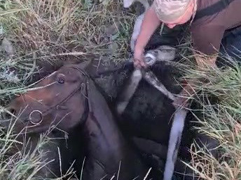 В Шевченково лошадь провалилась в колодец (фото)