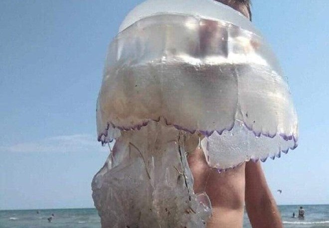 Харьковчанин поймал гигантскую медузу (фото)