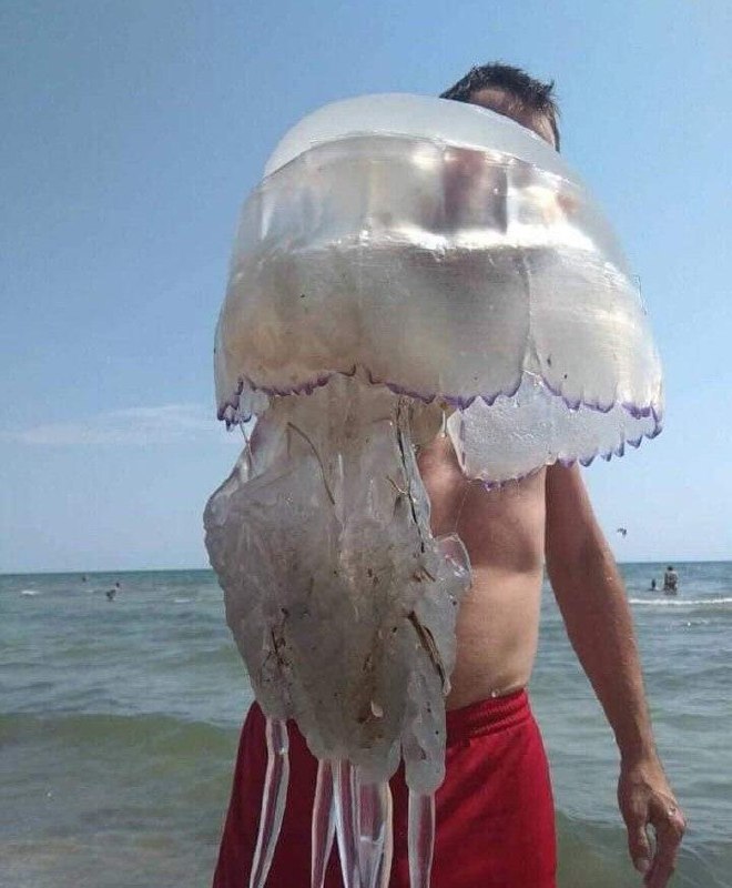медуза, медузы бердянск, гигантские медузы
