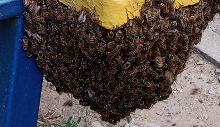 На Салтовке на лавочке заметили пчелиный рой (фото)