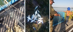 На Печенежском водохранилище орудовала браконьерша