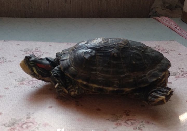 В Харькове на мусорке нашли черепаху (фото)