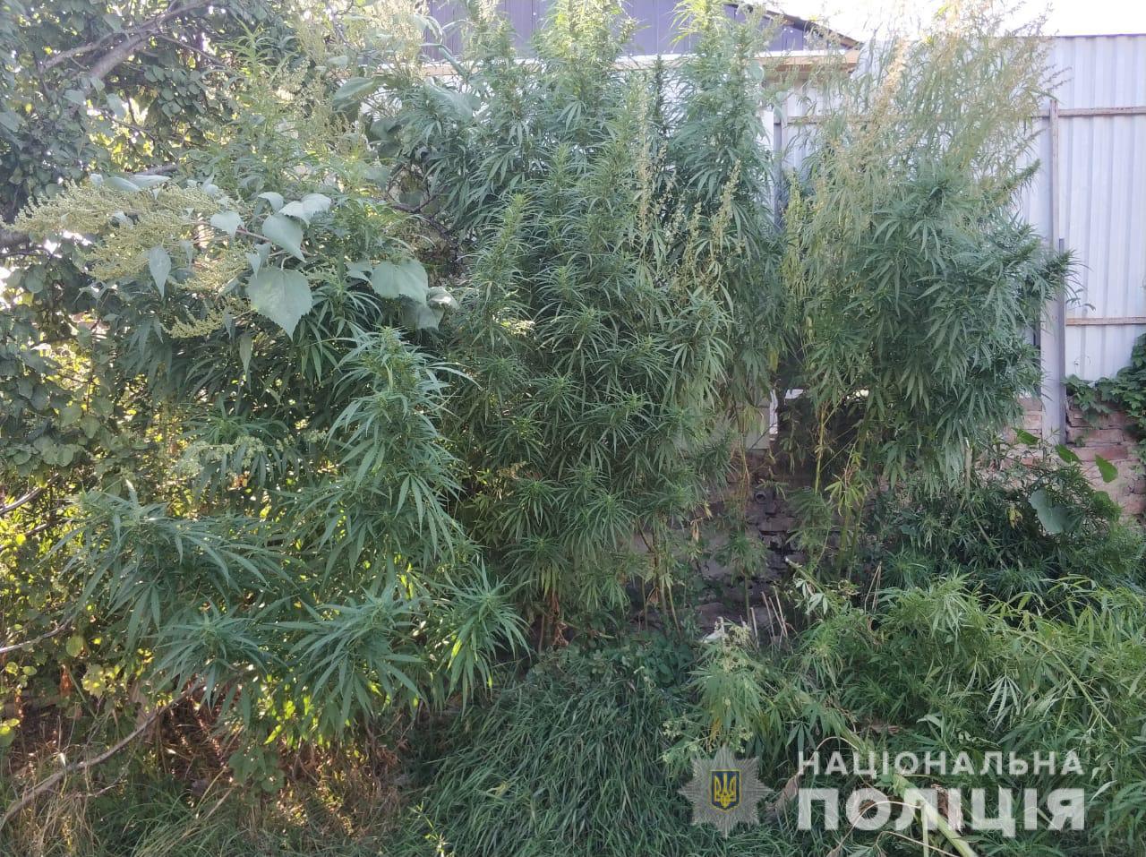 В Купянске нашли плантацию конопли