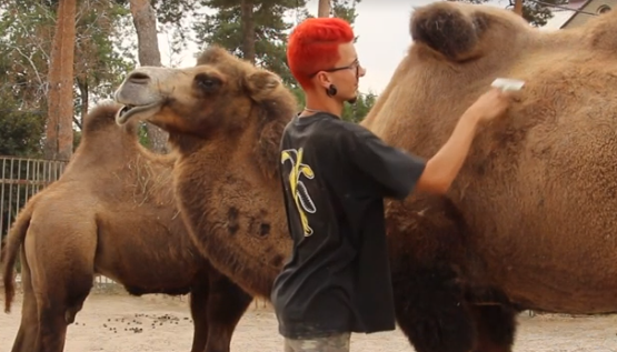 В зоопарке верблюду сделали спа-процедуру (фото)