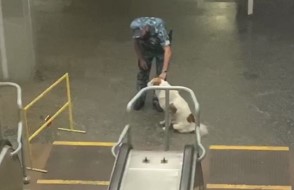В харьковском метро обнаружили собаку