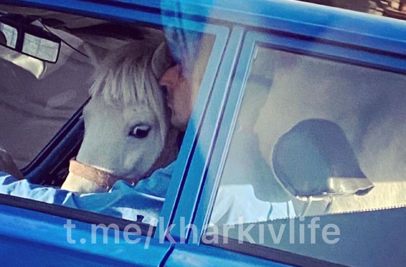 В Харькове в "Жигулях" везли лошадь (фото)