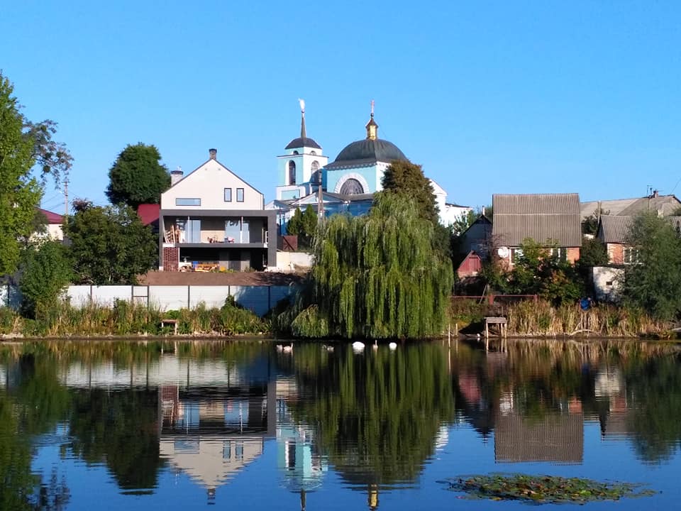 В Песочине на пруду появились дикие лебеди (фото)