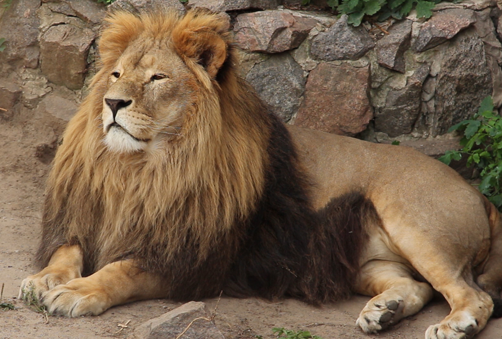 В Харьковском зоопарке лев отметил день рождения (видео)