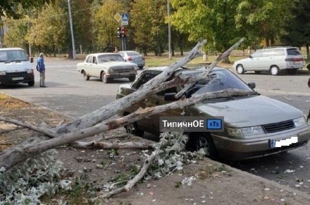 В Харькове на машины падают деревья (фото, видео)