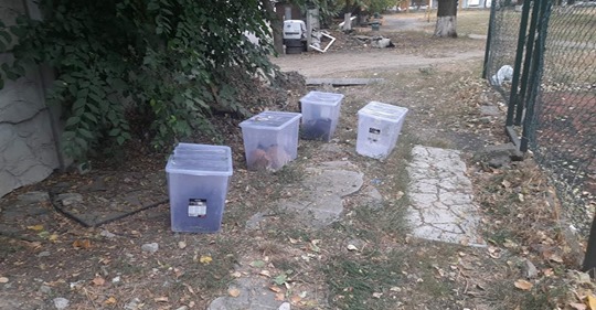 В Харькове девятерых домашних котов оставили умирать в пластиковых боксах