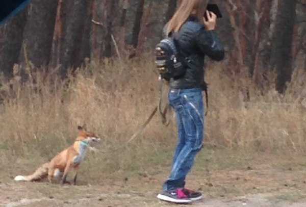 В Харькове вывели на прогулку лису (фото)