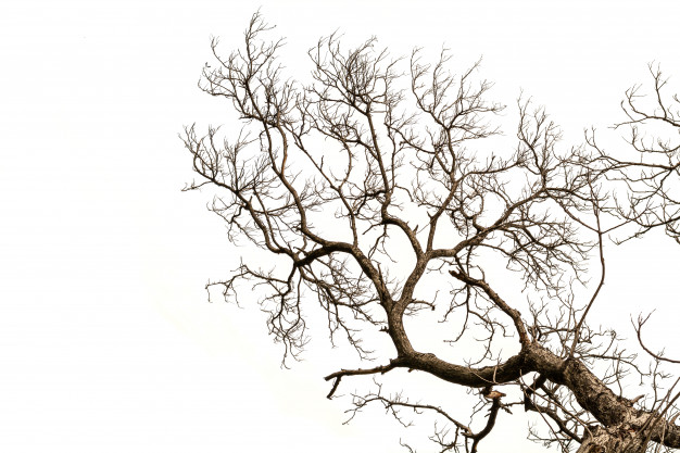 В Печенегах нашли необычное дерево (фото)
