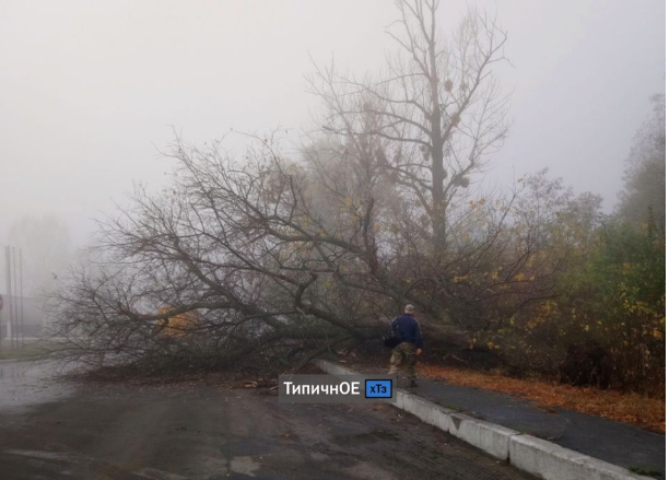 В Харькове дерево рухнуло на тротуар (фото)