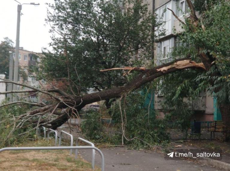 На Салтовке дерево рухнуло на тротуар (фото)