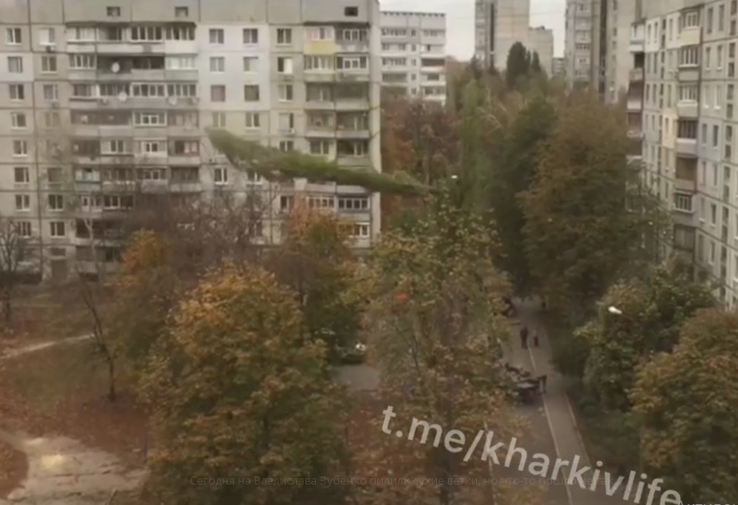 На Салтовке рухнуло дерево (видео)