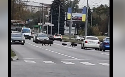 Посреди Харькова машины остановились, чтобы пропустить кабанов (видео)