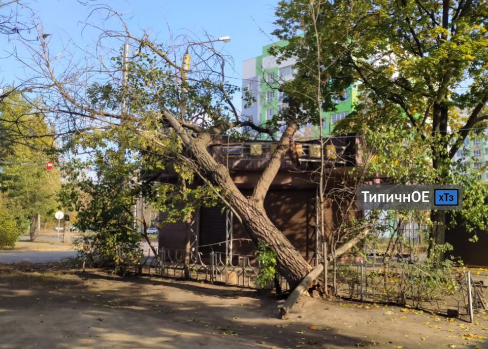 На ХТЗ рухнуло дерево (фото)