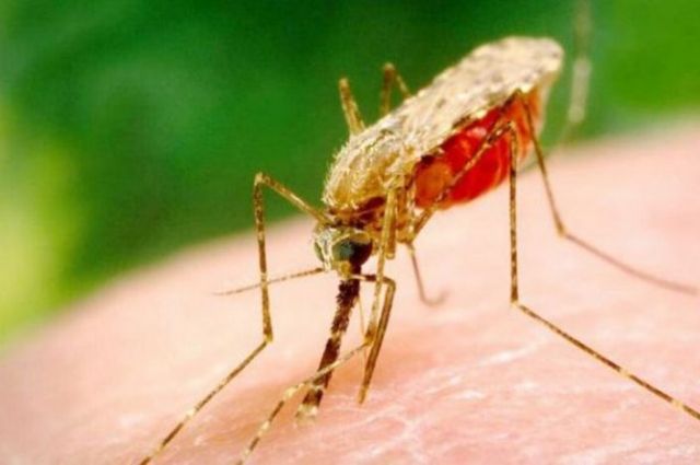 Харьковчане заболели малярией