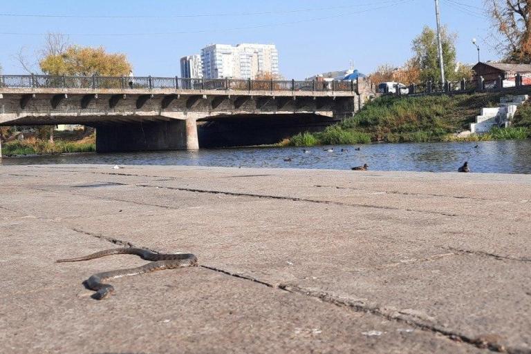 В Харькове на набережной заметили змею (фото)