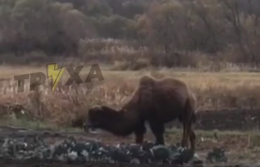В огороде под Харьковом заметили верблюда (видео)