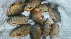 Под Харьковом поймали краснокнижную рыбу