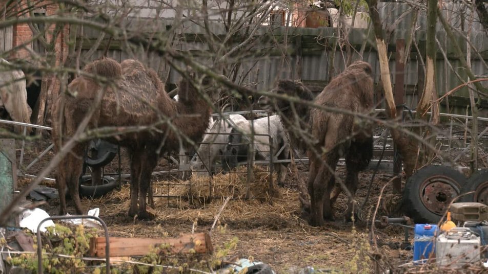 Верблюды воруют урожай у жителей сел на Харьковщине