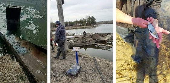 В водохранилище под Харьковом выпустили десятки тысяч толстолобиков, карпов и амуров