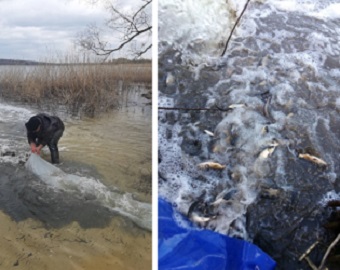 В водохранилище под Харьковом выпустили тысячи толстолобиков, карпов и амуров