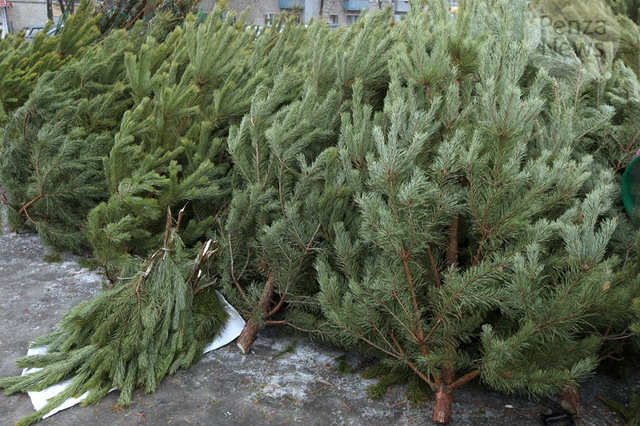 Харьковчанам предлагают елки по 36 гривен