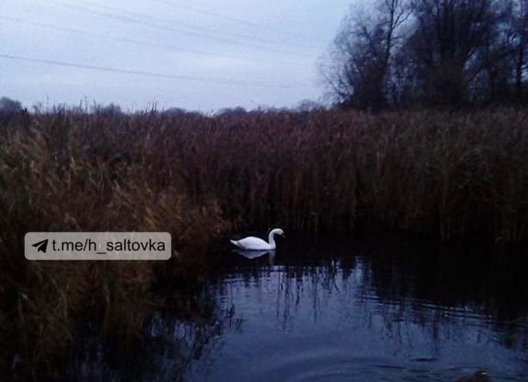 В водоеме на Салтовке заметили лебедя