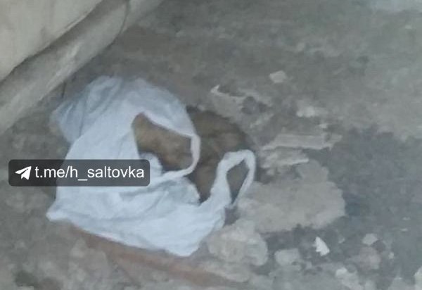 Харьковчане находят в подвале дома трупы собак