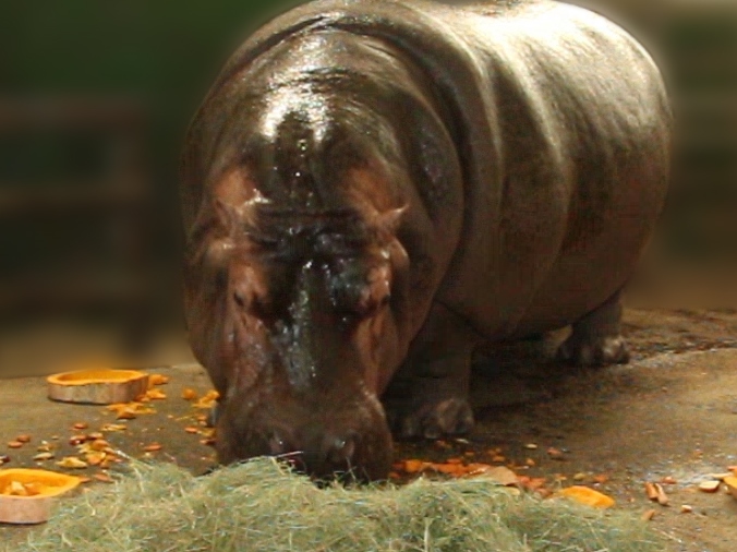 В зоопарке отпраздновали день рождения бегемотихи Степаниды (видео)